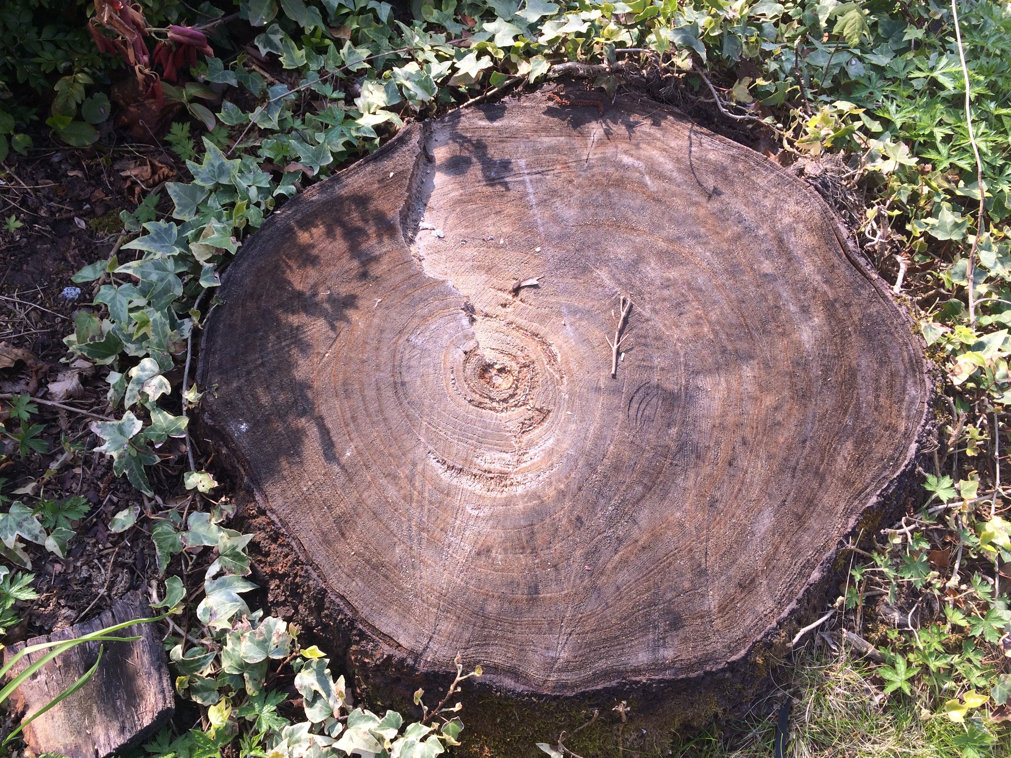 wood stump