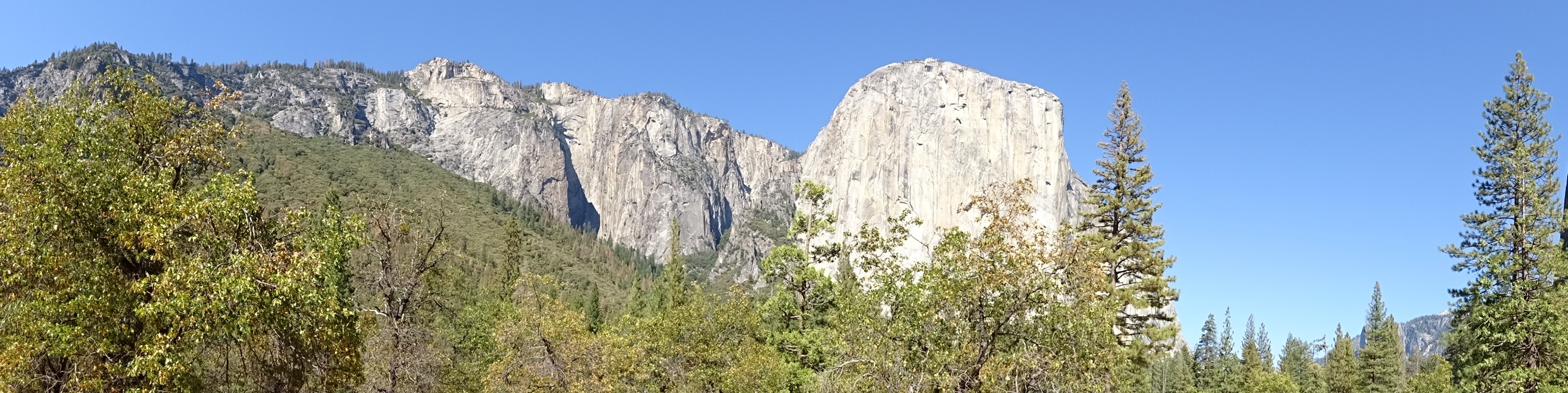 green leaved trees