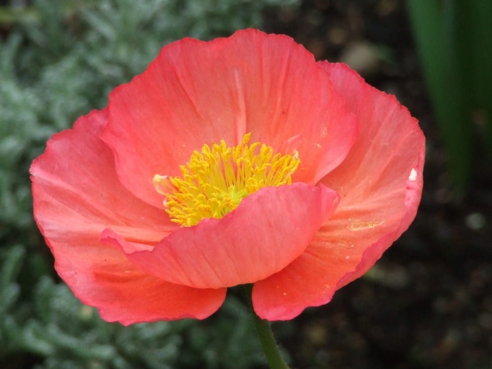 red and yellow flower preview