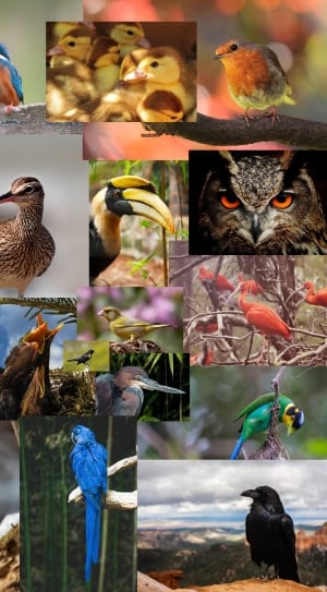 different species of bird thumbnail