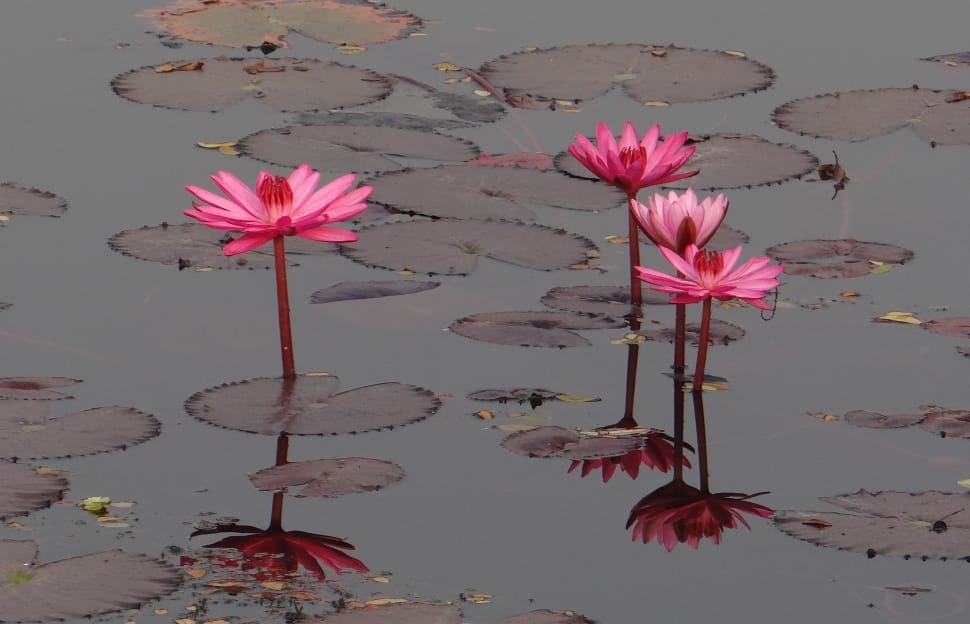 4 water lily flowers preview