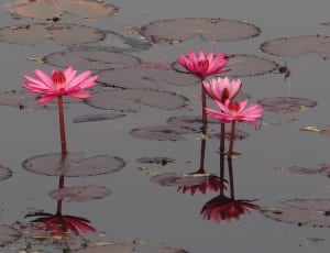 4 water lily flowers thumbnail