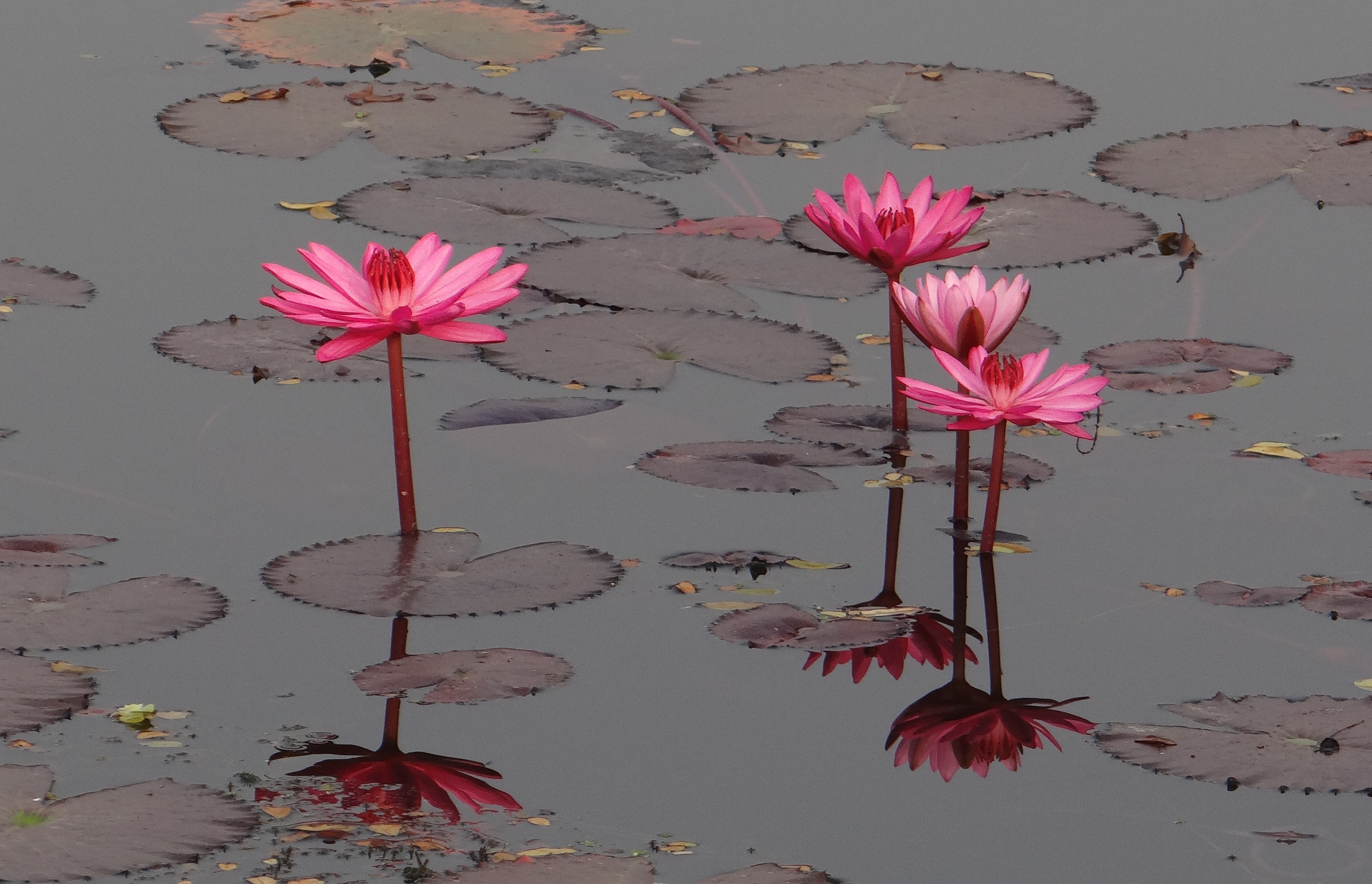 4 water lily flowers
