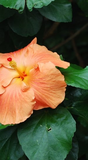 orange hibiscus thumbnail