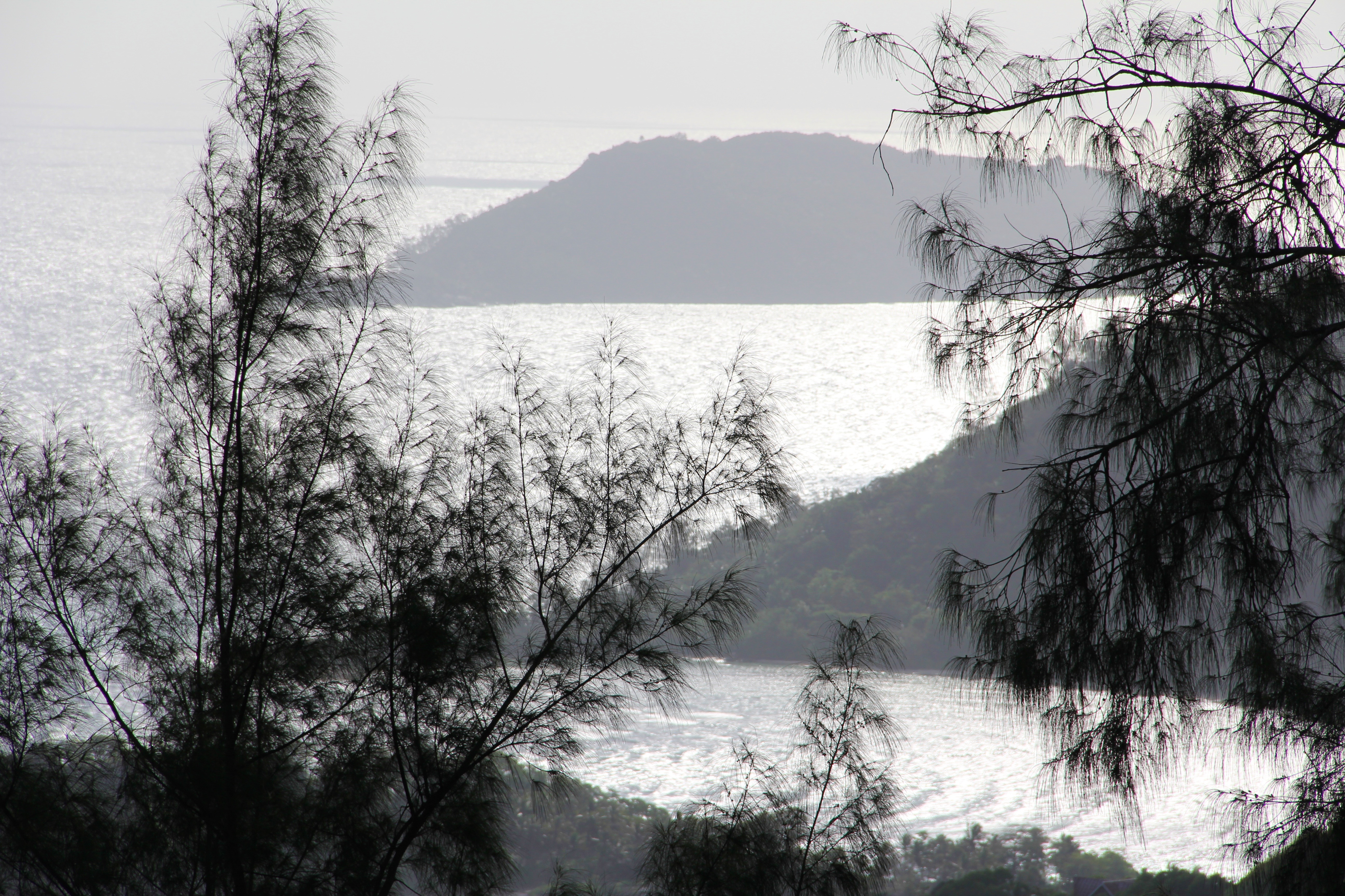 silhouette of tree