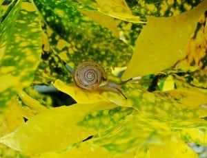 green snail thumbnail