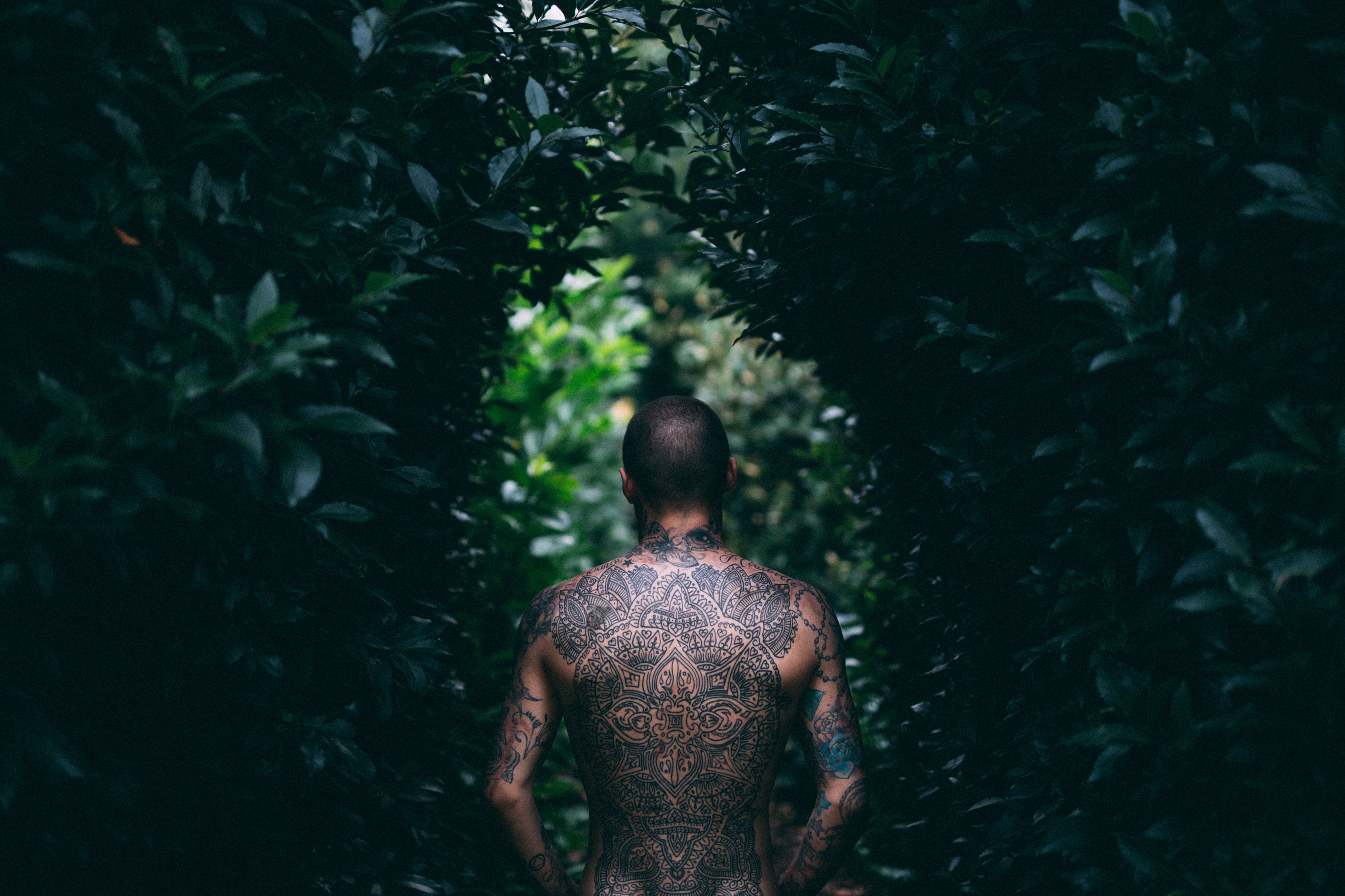 person with back tattoos between green leaf plants