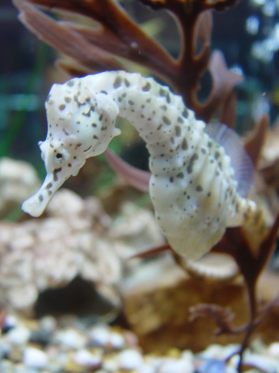 white and black sea horse preview