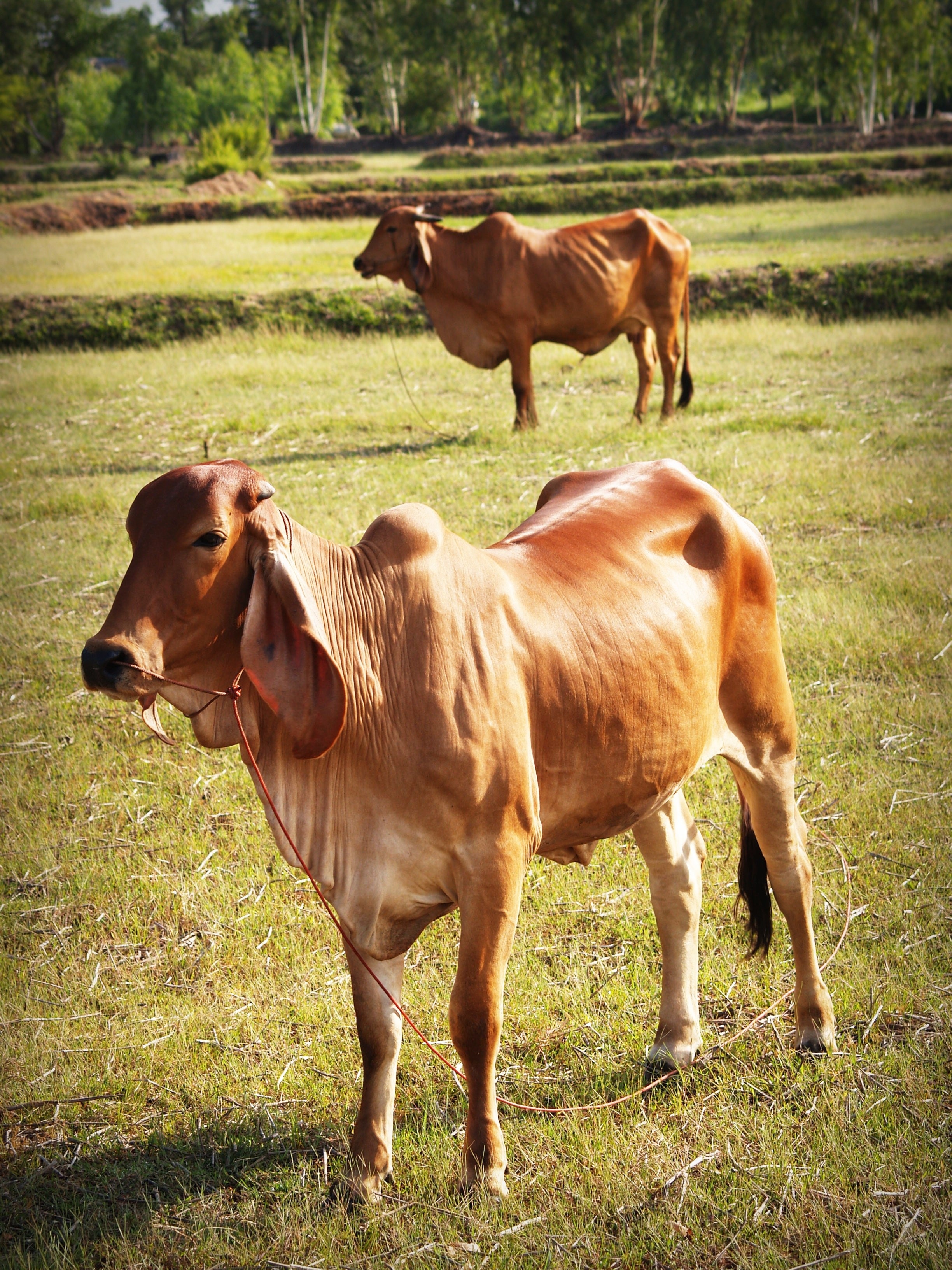2 brown cow