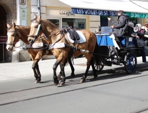 2 brown horse and black carriage thumbnail