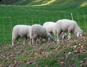 4 sheeps thumbnail