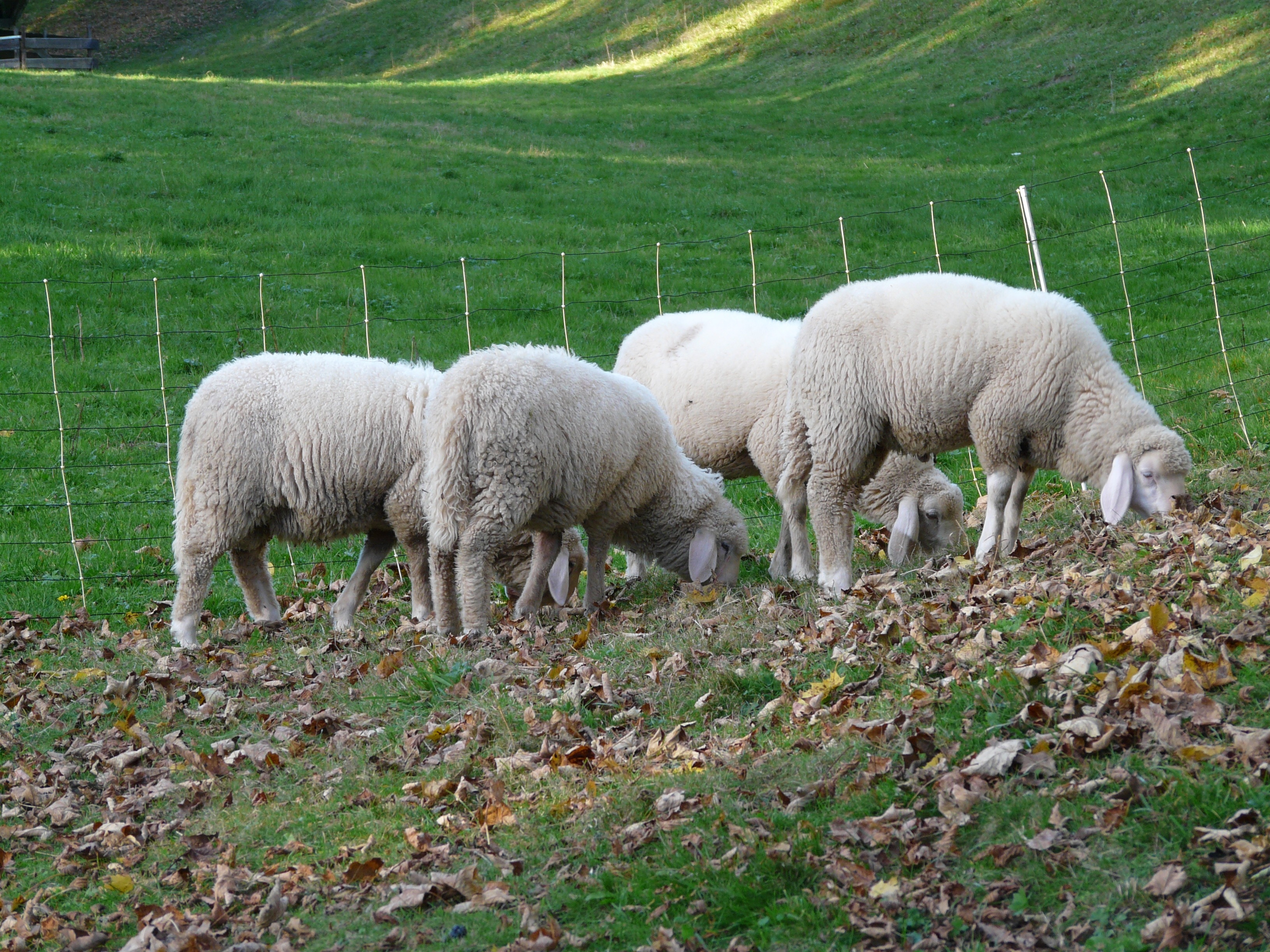 4 sheeps