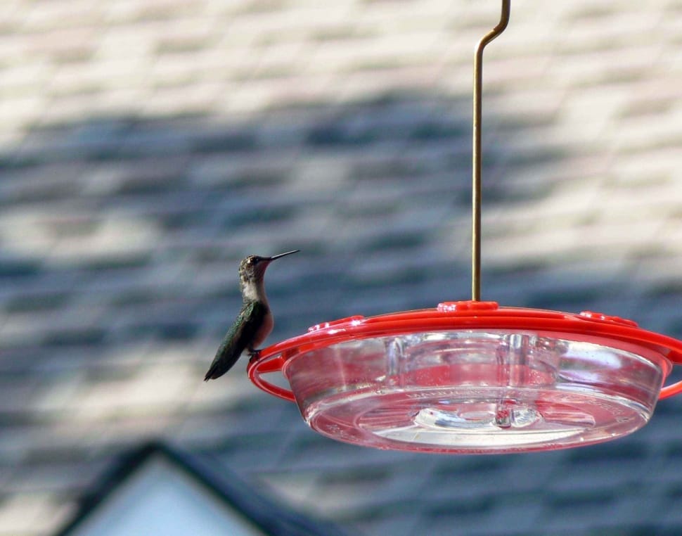 Feeder, Perched, Hummingbird, water, red preview
