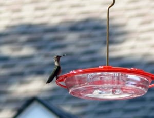 Feeder, Perched, Hummingbird, water, red thumbnail