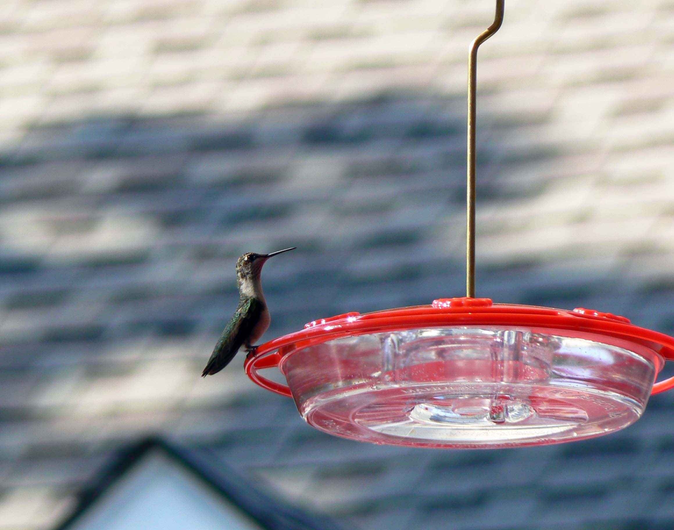 Feeder, Perched, Hummingbird, water, red