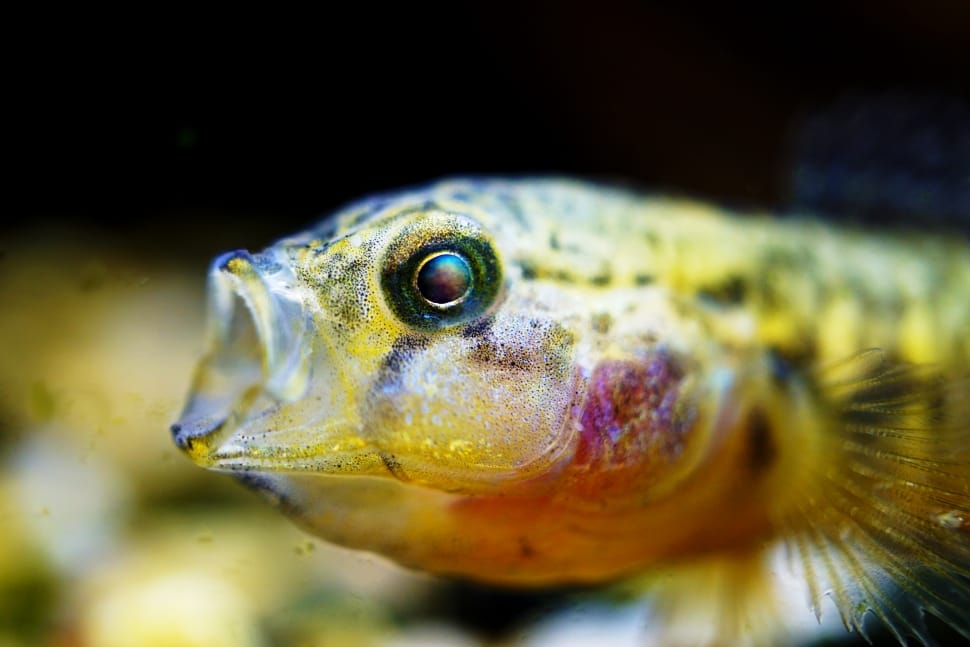 tilt shift photo of yellow fish preview