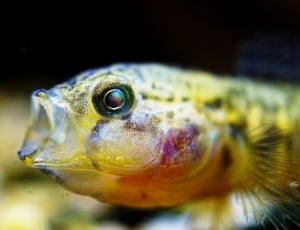 tilt shift photo of yellow fish thumbnail