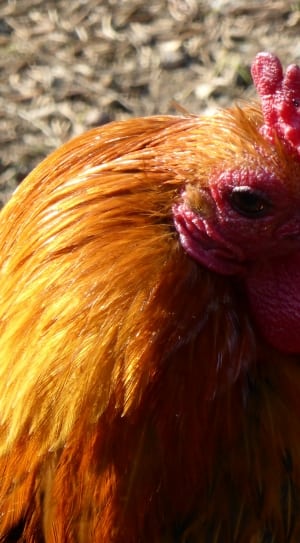 brown and yellow rooster thumbnail