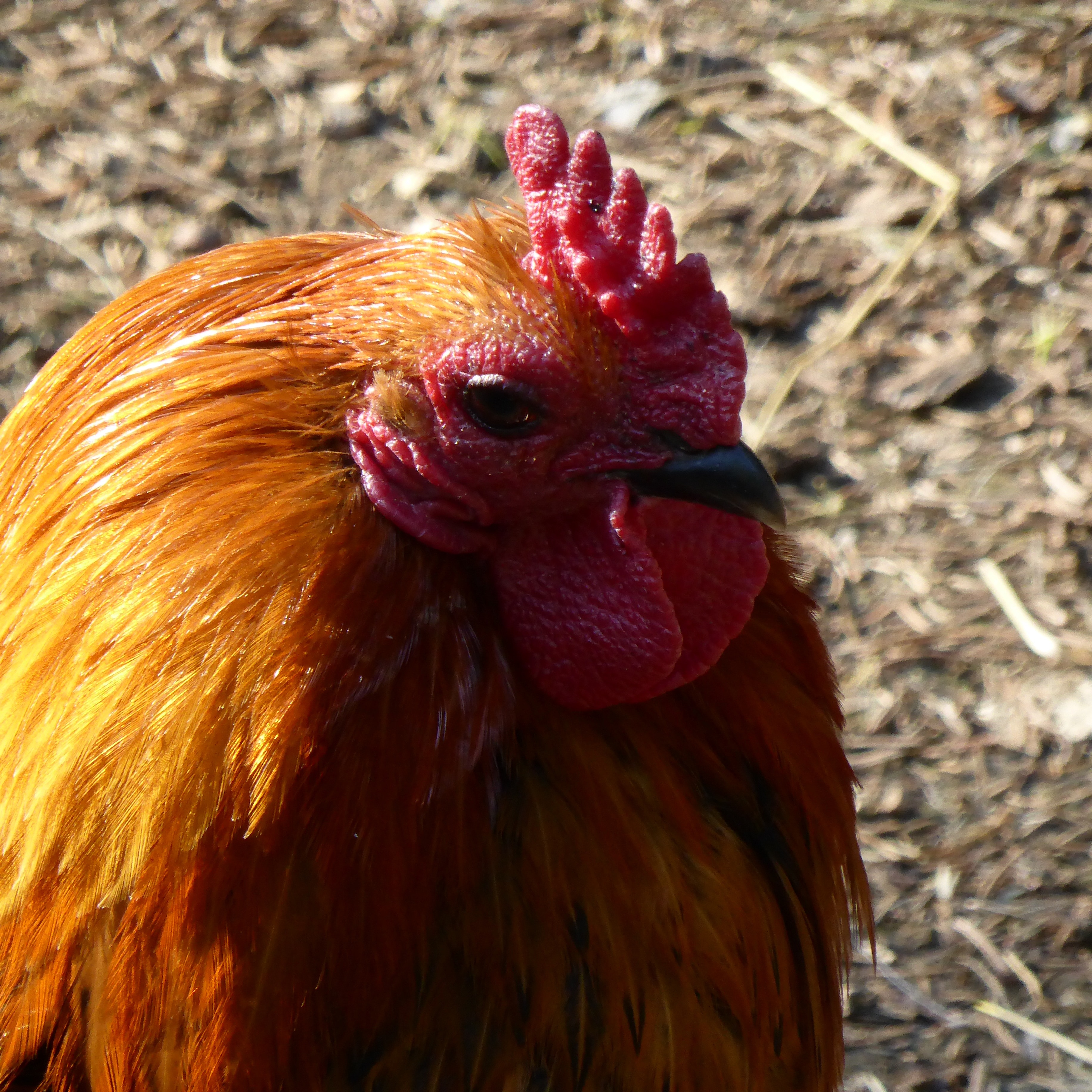 brown and yellow rooster