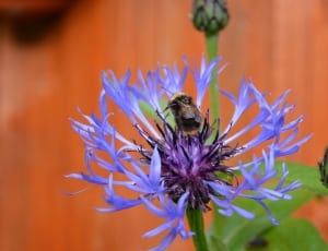 honey bee on purple flower thumbnail