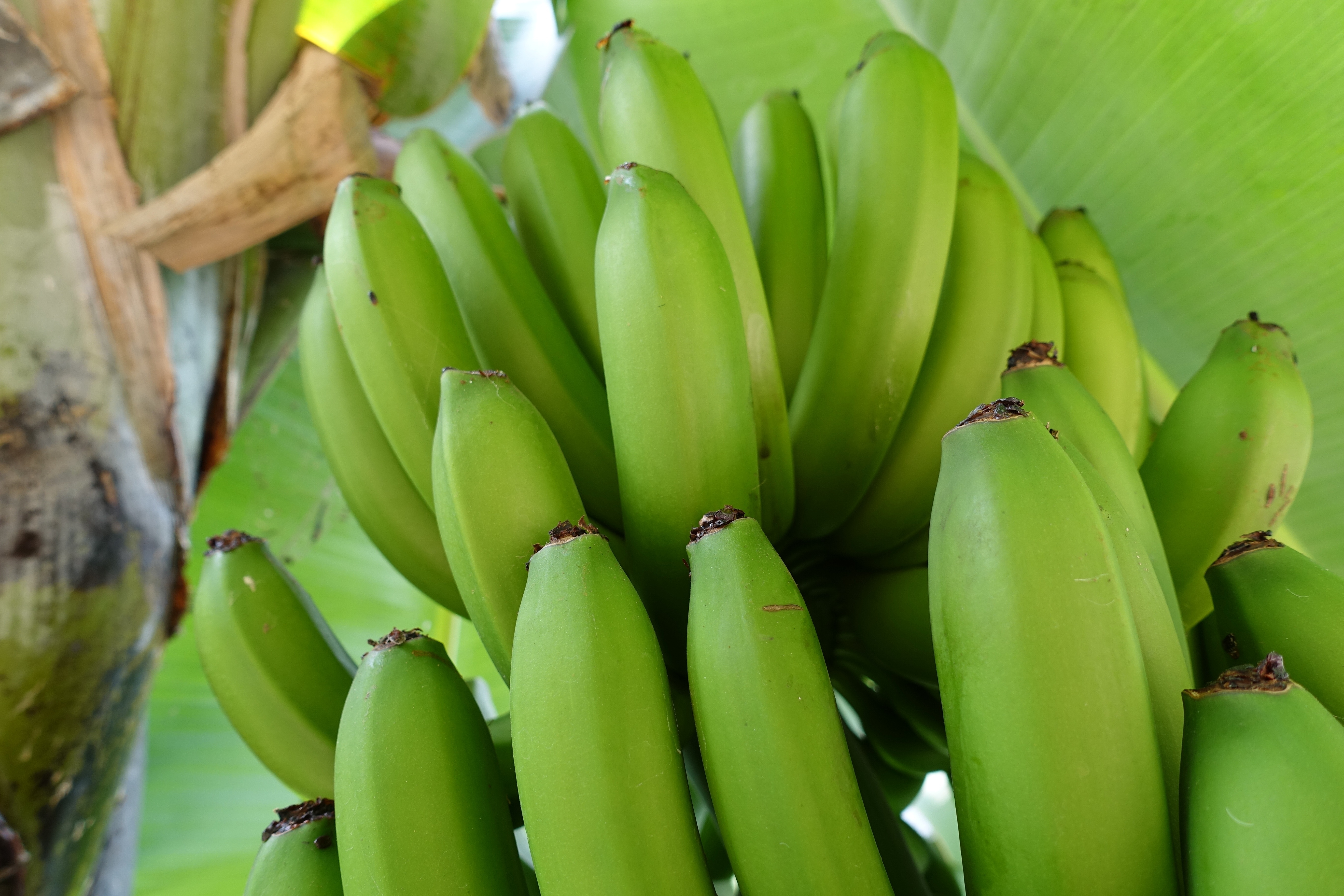 Салатовый банан