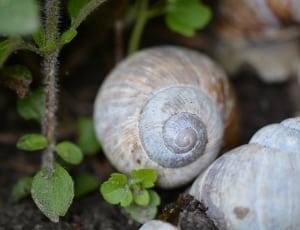 selective focus photography of brown shell thumbnail