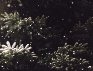 closeup photography of green pine tree thumbnail