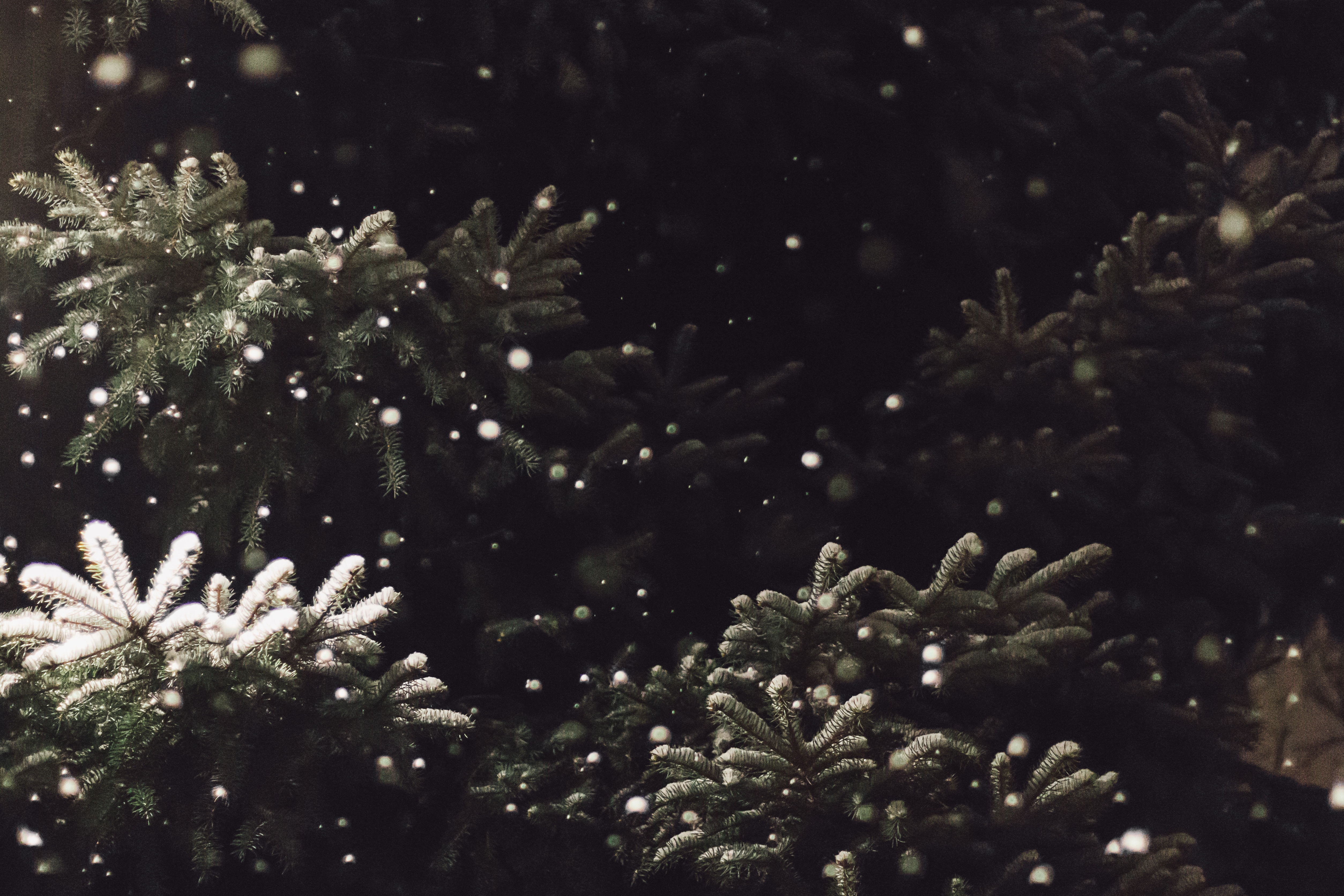 closeup photography of green pine tree