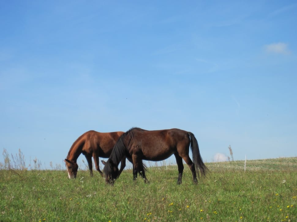 2 brown horse feeding on green grass field during daytime preview