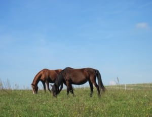 2 brown horse feeding on green grass field during daytime thumbnail
