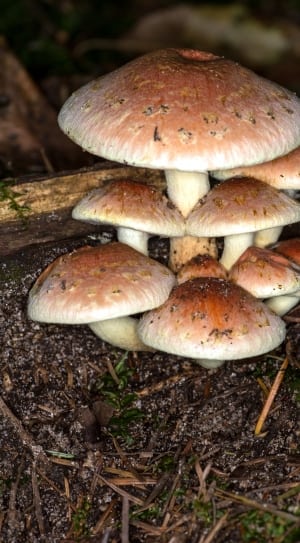 brown and white wild mushroom thumbnail