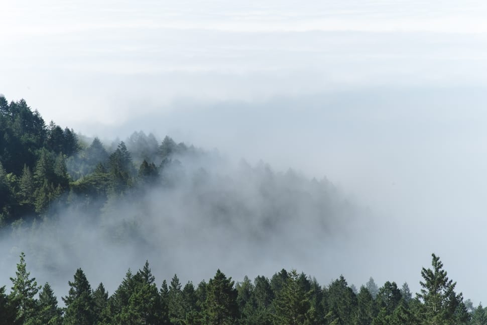 forest with fog preview