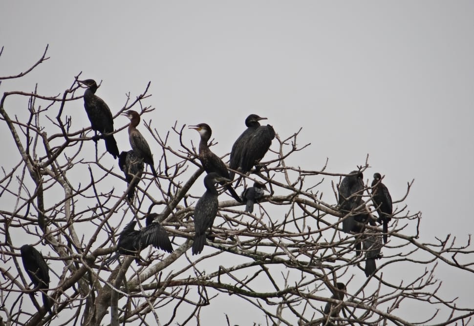 flock of black birds preview