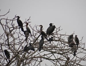 flock of black birds thumbnail