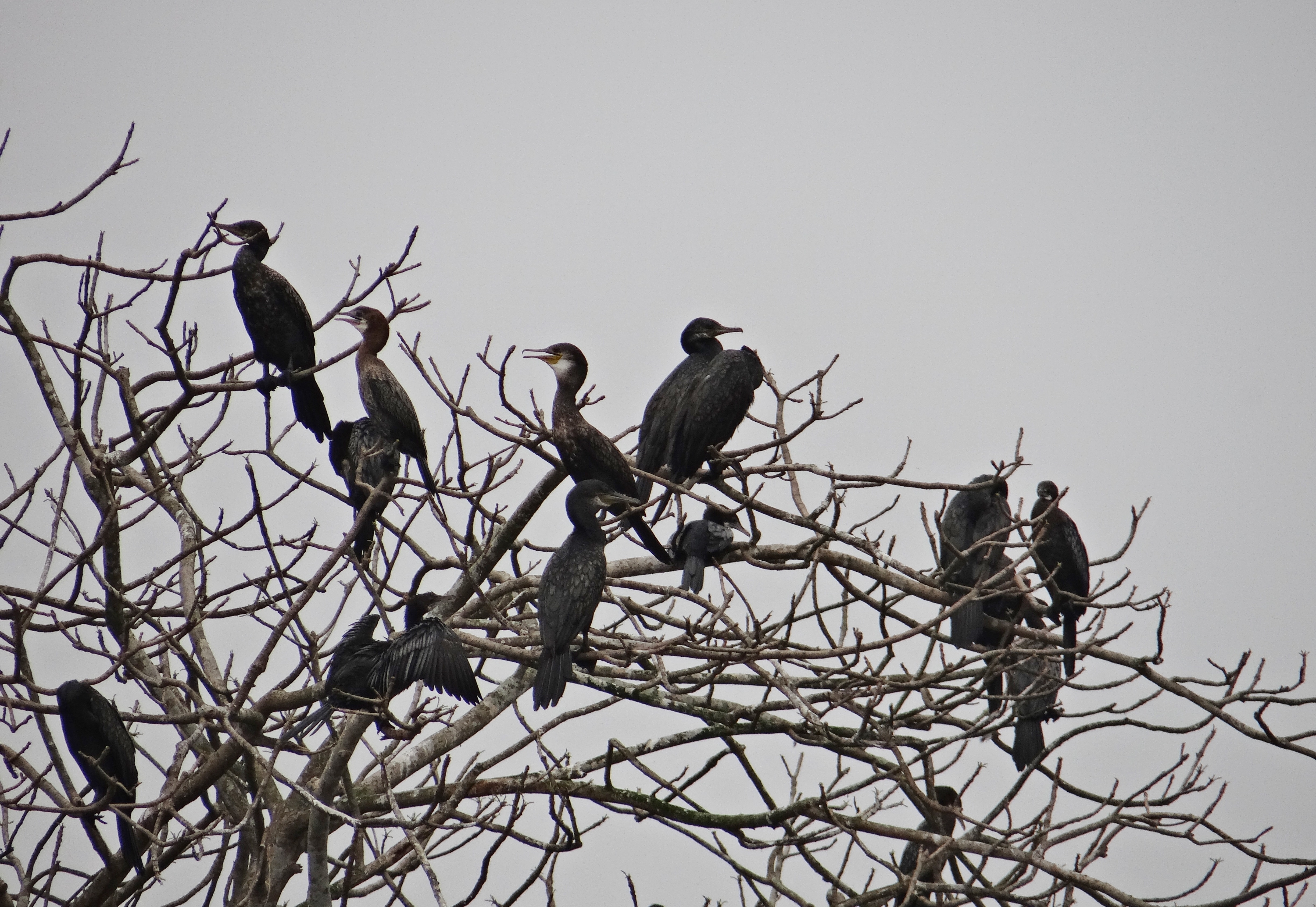 flock of black birds