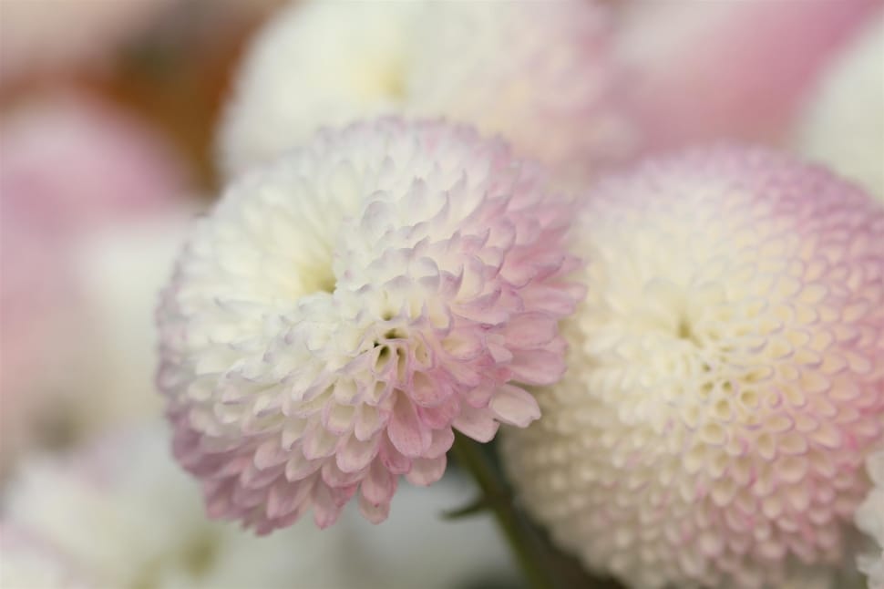 purple-and-white cluster flower preview