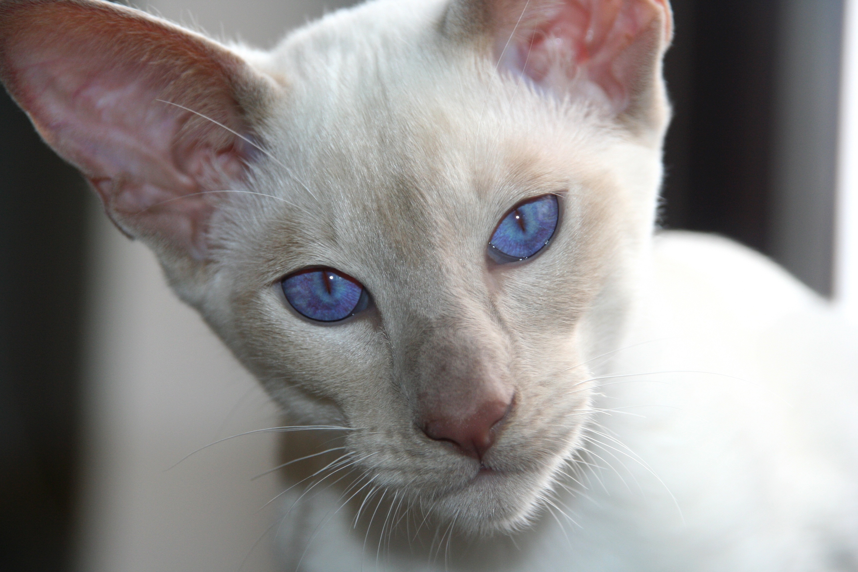 Породы котов с голубыми глазами. Сиамская Ориентальная кошка. Ориентальная кошка альбинос. Ориентальная Балинезийская кошка. Ориентал белый сиамский.
