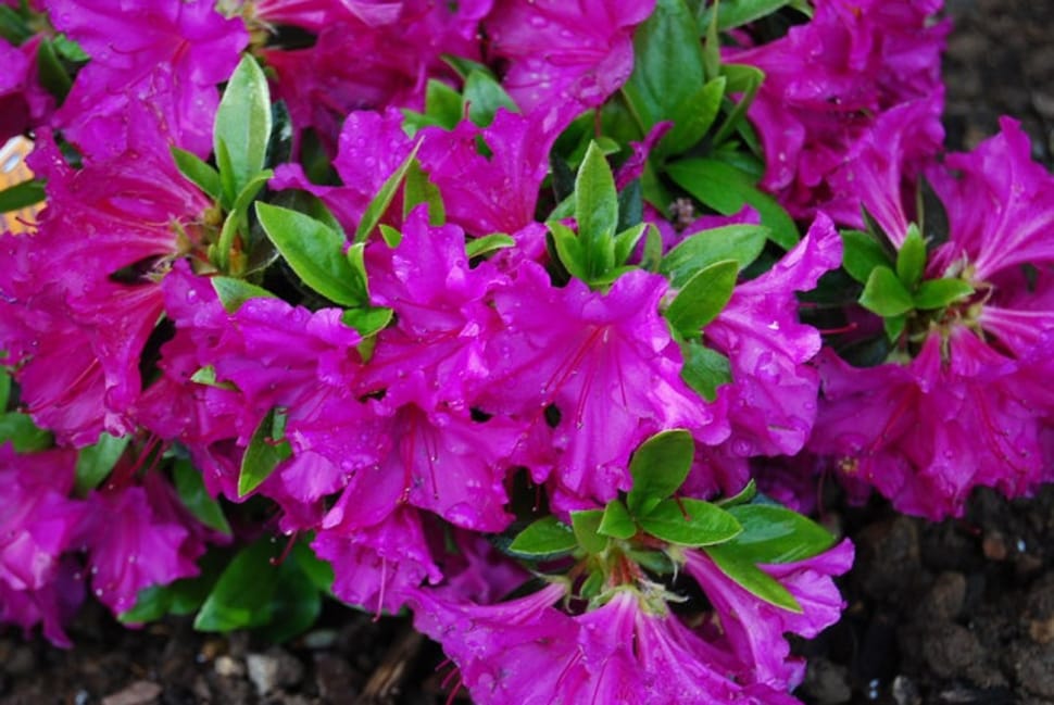pink bougainvilleas preview
