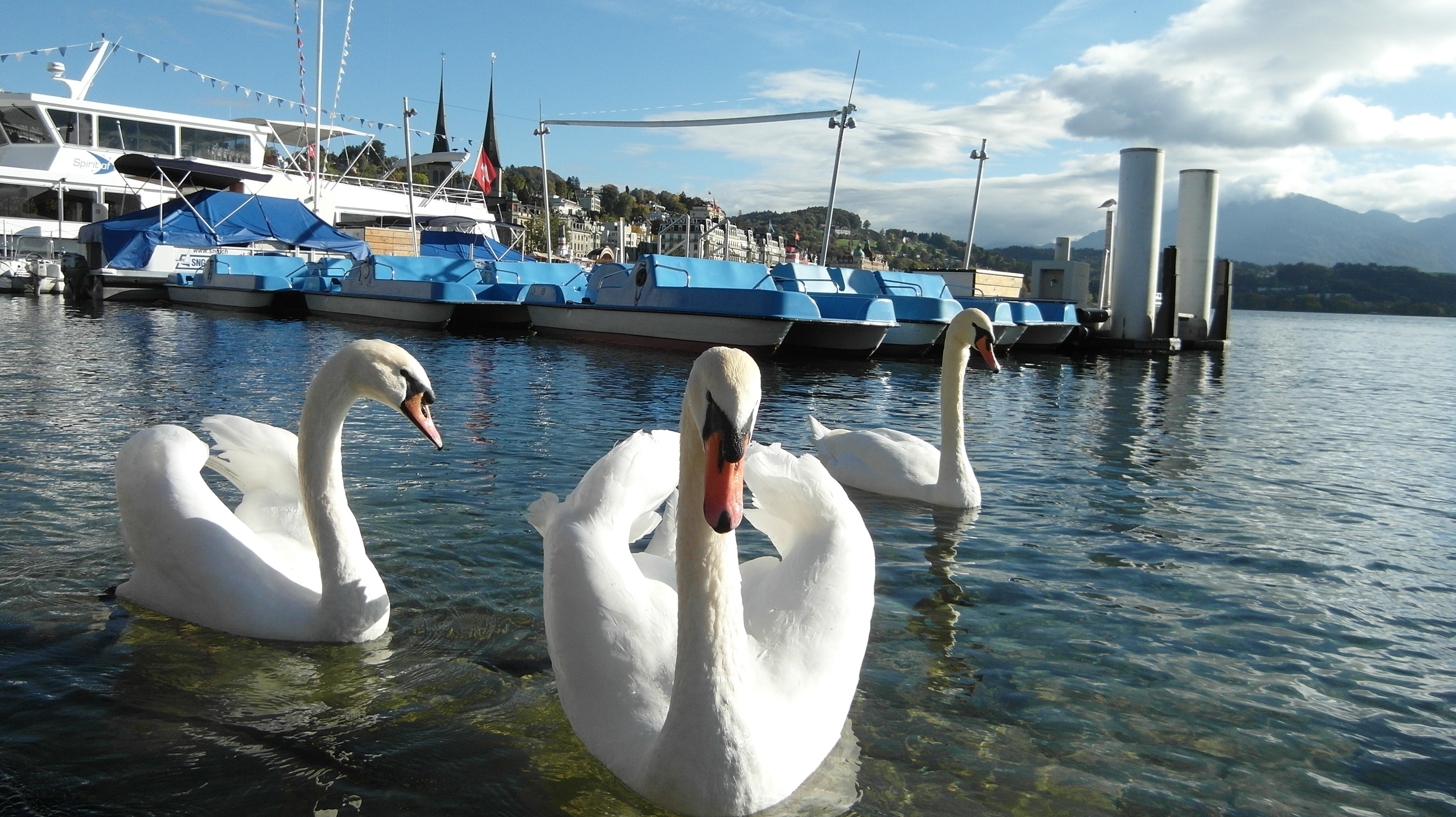 3 white swan