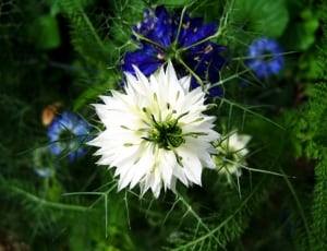 white and blue petal flower thumbnail