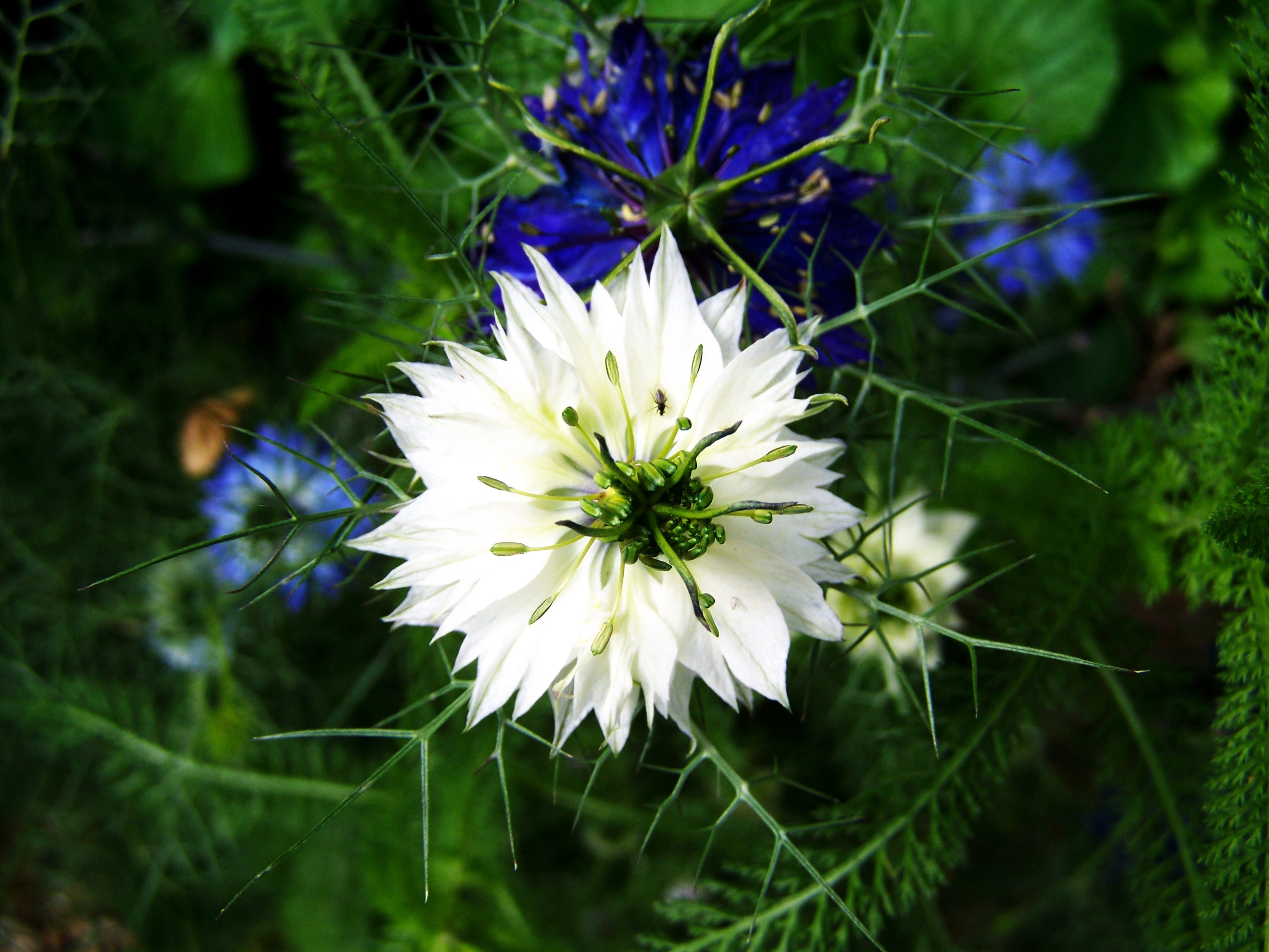 white and blue petal flower