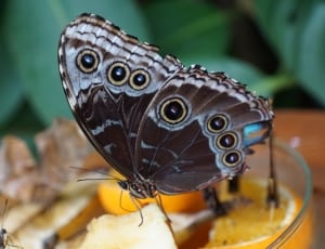 black and white buckeye butterfly thumbnail