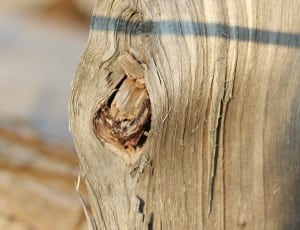 macroshot photo of brown wooden trunk thumbnail