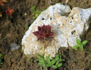 red succulent thumbnail