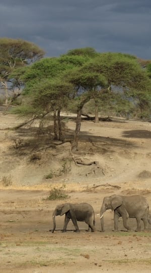 three gray elephants walking on desert during day time thumbnail