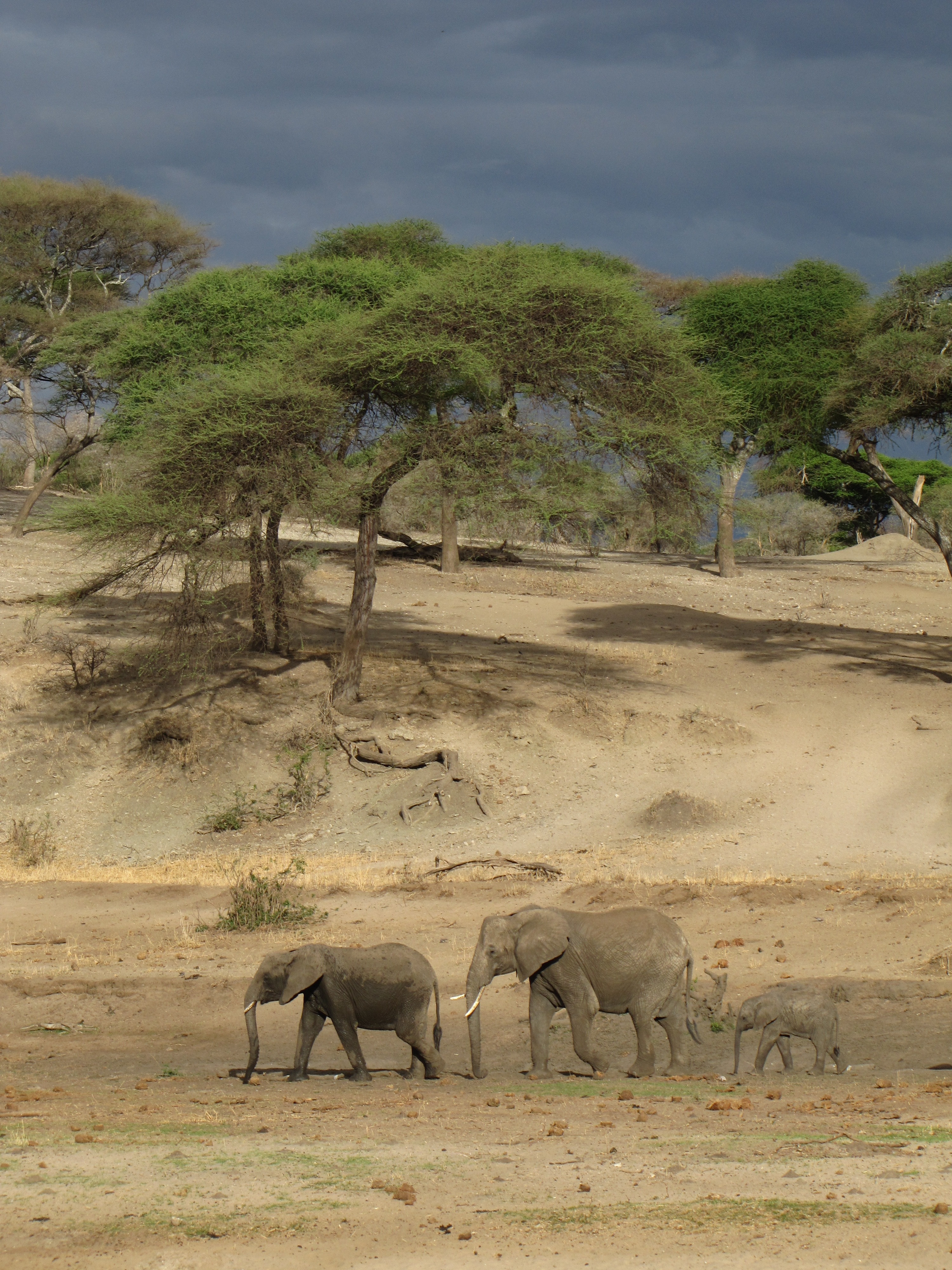 three gray elephants walking on desert during day time