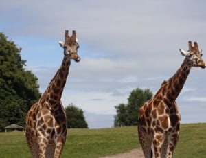 two adult giraffes thumbnail