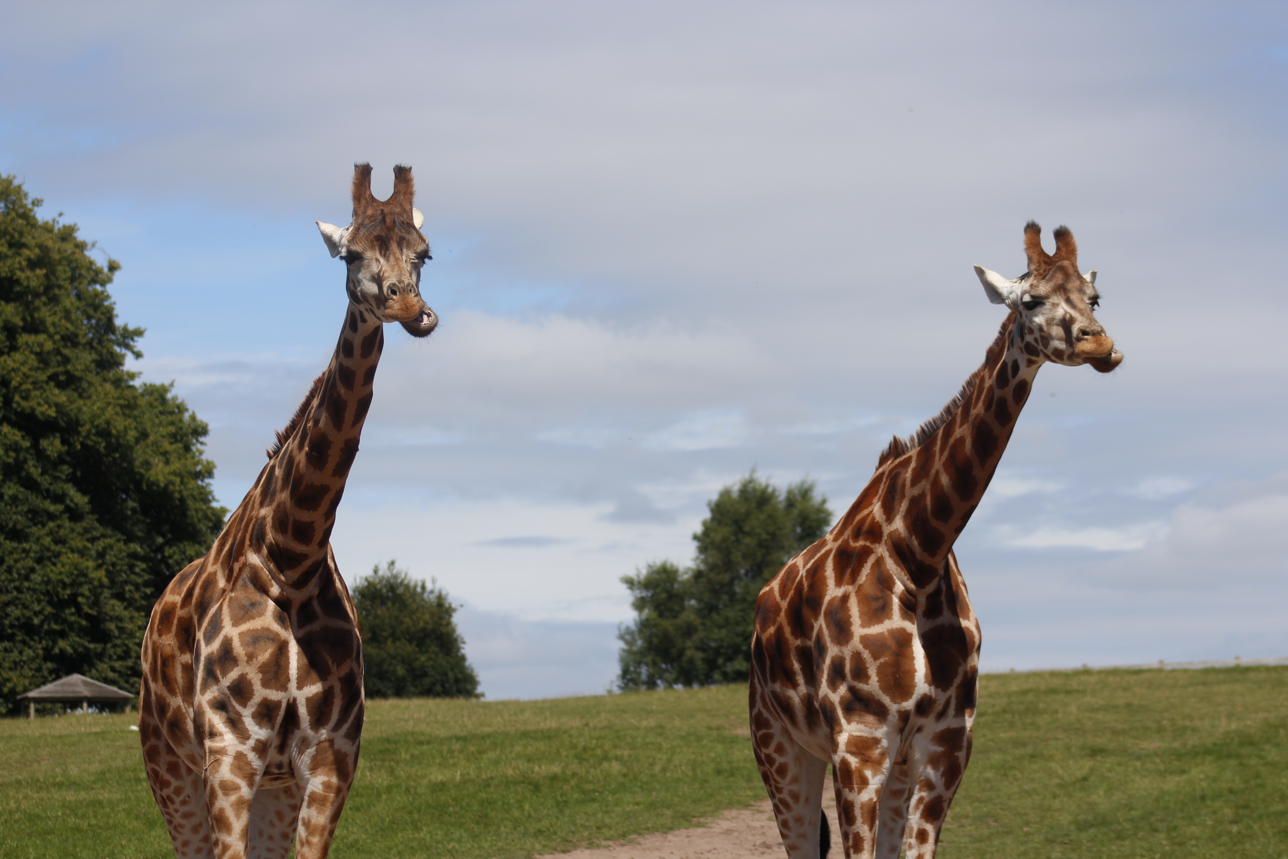 two adult giraffes