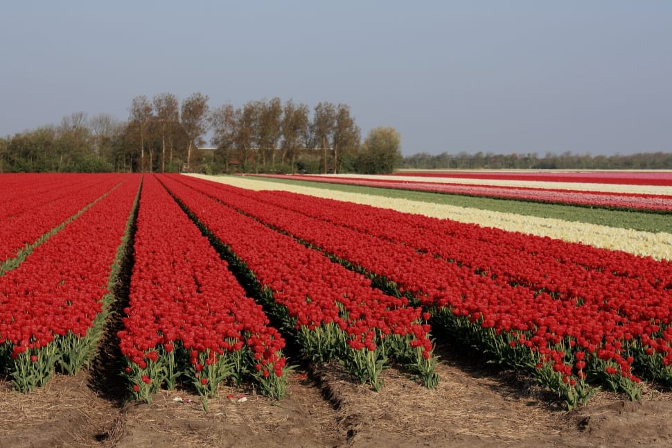 red flowers rows preview
