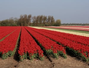 red flowers rows thumbnail